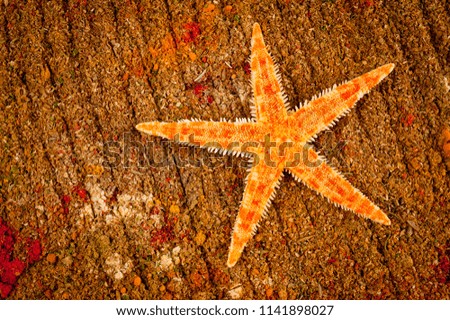 
Sea star bright orange color shot close-up