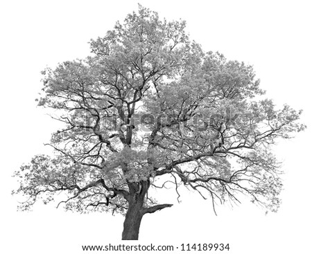 Black and white (monochrome) picture of a single oak tree