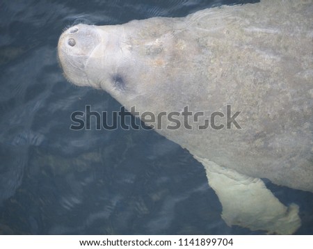 Manatee coming up for air