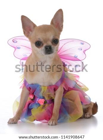 female short haired chiuhuahua wearing a fairy dress on white background