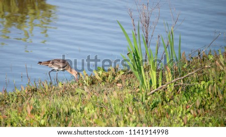 Black tailed godwit in the Netherlands