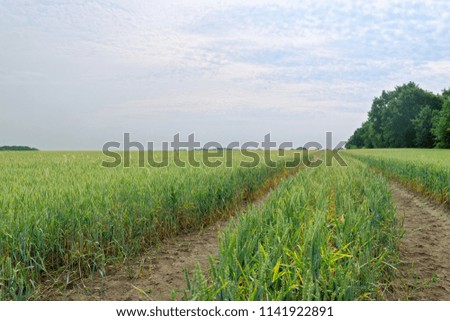 Width tractor tracks in a field of green cereal plants against cloudy blue sky