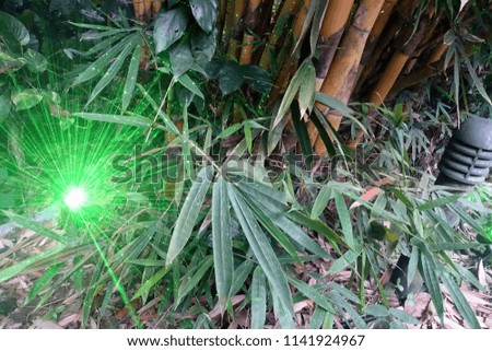 Green bamboo leaves with  green lighting flare and flash. 
