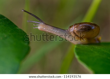 Snails moving from one leaf to another --- represent taking a big step or risk to move away from current position Royalty-Free Stock Photo #114193576