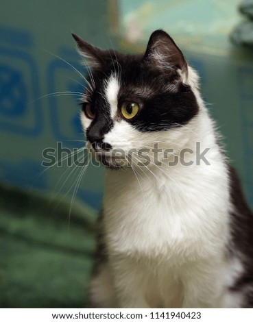 black and white short-haired cat in the shelter