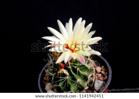 cactus with white flowers on balck background