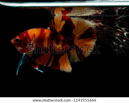 colorful of siames fighting fish, betta splendens fish.