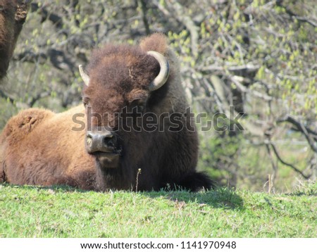 This is a picture of a beautiful buffalo laying on grass.