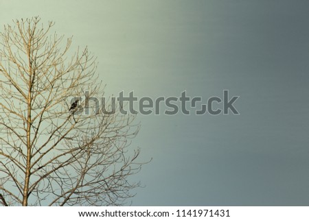 Tree without leaf with bird on branch on left of picture with copy space on right of picture