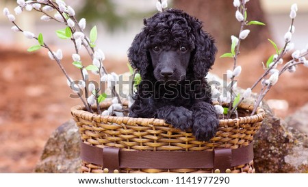 Standard Poodle Puppy in Basket Royalty-Free Stock Photo #1141977290