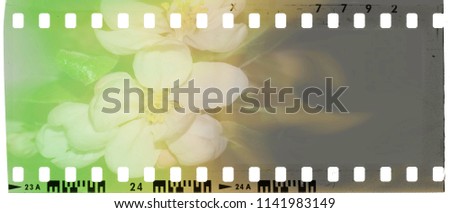 Vintage film strip frame with faded apple blossoms. Green, white, yellow and brown tones.