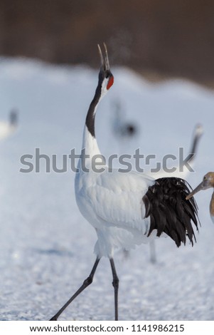 Walking pair of Red-crowned cranes with, with blizzard, Hokkaido, Japan. Pair of beautiful birds, wildlife scene from nature, snowy forest.
