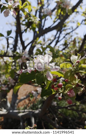 Beautiful pink apple tree blossom, springtime in kibbutz orchard Negev desert, sunny Israel in February