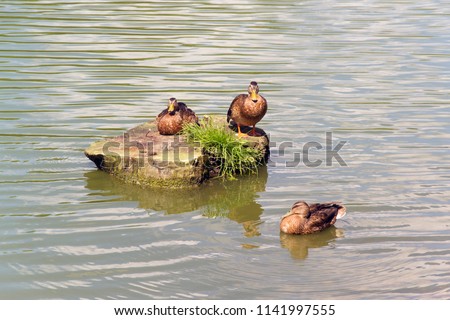 Ducks sit on a stump on the Lower lake of Kaliningrad