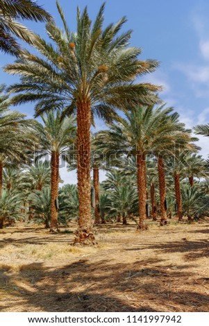 Plantation of Phoenix dactylifera, commonly known as date or date palm trees in Arava and Negev desert, Israel, cultivation of sweet delicious Medjool date fruits Royalty-Free Stock Photo #1141997942