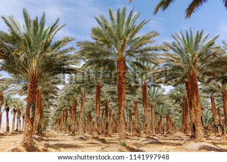 Plantation of Phoenix dactylifera, commonly known as date or date palm trees in Arava and Negev desert, Israel, cultivation of sweet delicious Medjool date fruits Royalty-Free Stock Photo #1141997948