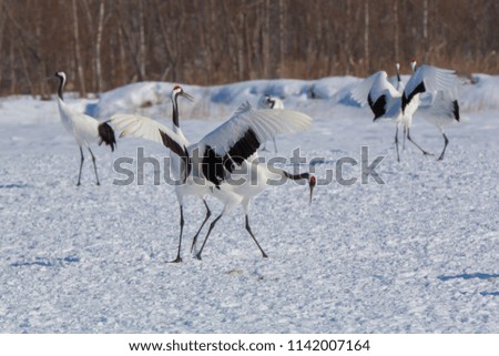 Wildlife scene from snowy nature. Two Red-crowned crane in snowy meadow, with snow storm, Hokkaido, Japan.