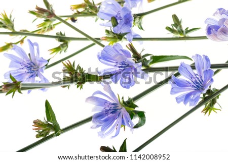 chicory flowers (cichorium intibus)