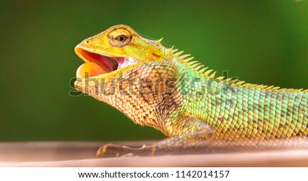 Master's of Camouflage -- Chameleon