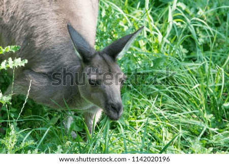 A closeup shot of the lovely face of a kangaroo in the tall grass.