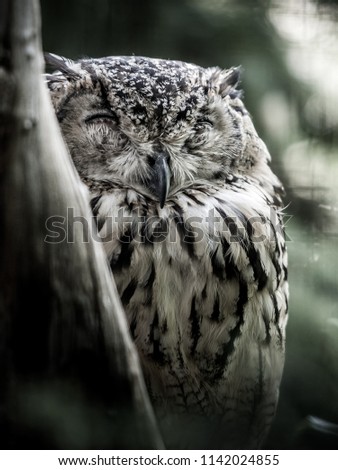 Sleepy owl on a branch in the trees