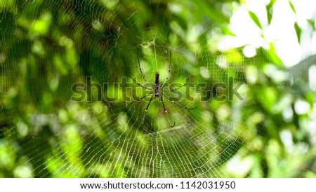 Spider in the center of the web. Close up