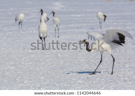 Wildlife scene from snowy nature. Two Red-crowned crane in snowy meadow, with snow storm, Hokkaido, Japan.