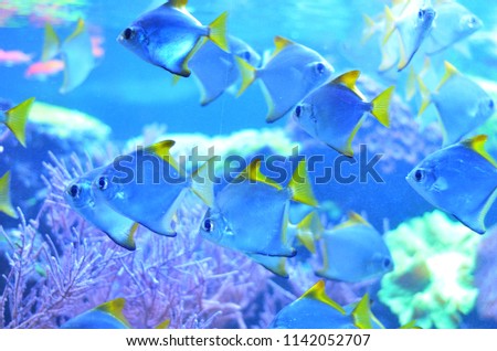A flock of silver fishes among algae in light deep water