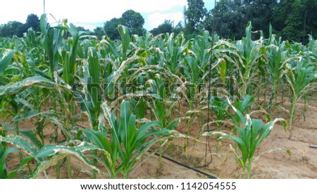 Corn leaf burn that damage by herbicide, crop planting at field.