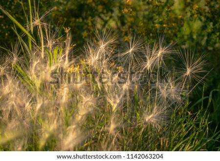 Ears of barley as background
