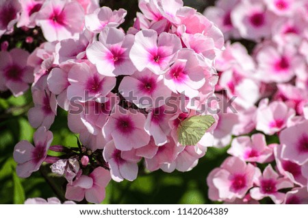 Blossoming pink phlox flowers