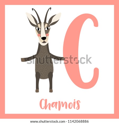 Cute children ABC animal zoo alphabet C letter flashcard of Chamois standing on two legs for kids learning English vocabulary. Vector illustration.