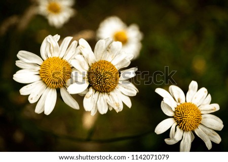 Close up of daisies 