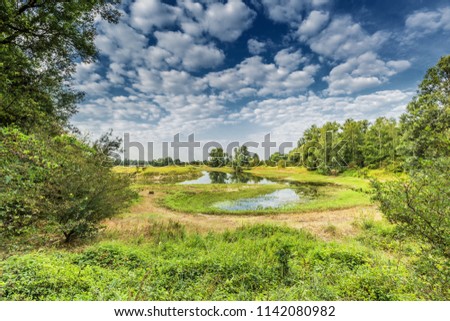 River landscape Millingerwaard with overflow basins high water with blooming Goldenrod, Solidago, floodplain forests  against blue sky with scattered clouds Royalty-Free Stock Photo #1142080982