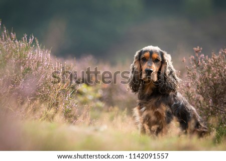Portrait of a brown cocker spaniel in a field of purple heather Royalty-Free Stock Photo #1142091557