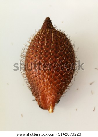 Close up isolate reddish brown scaly skin salak or snake fruit on white background, Thailand 