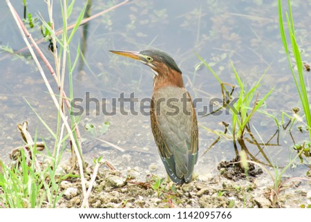 "The Least Bittern is a small heron, the smallest member of the family Ardeidae found in the Americas" Wikipidia
This picture was taken in the Florida Everglades.