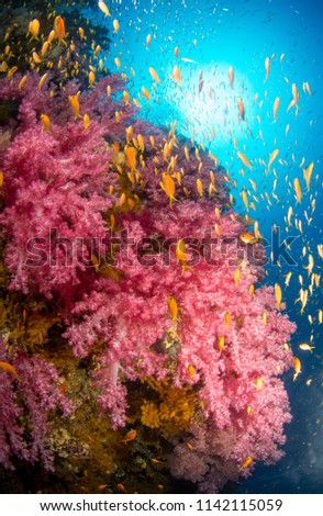 A vibrant coral reef covered in pink soft corals and surrounded by a shoal of orange anthia fish in the tropical water of the Red Sea in Egypt, with the surface of the sea and sun in the background