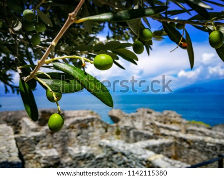 olives on focus and on the landscape ancient Roman ruins and the amazing Garda lake. Sirmione Lombardy italy