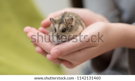 A young girl cradling an adorable hamster in her hands.