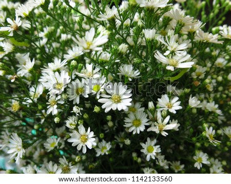 Daisy, white flower