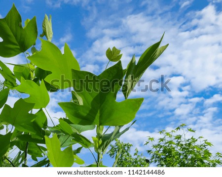 Large leaves of a tulip tree against a blue sky with clouds