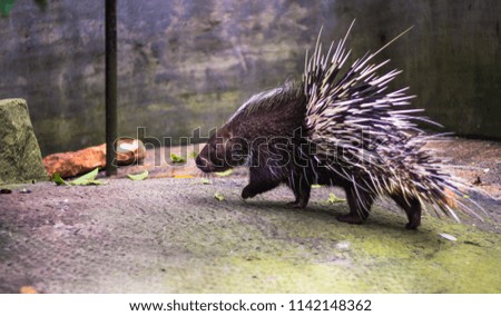 
Hedgehog in the zoo