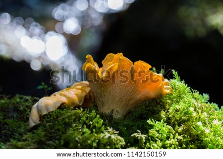 chanterelle mushroom in summer