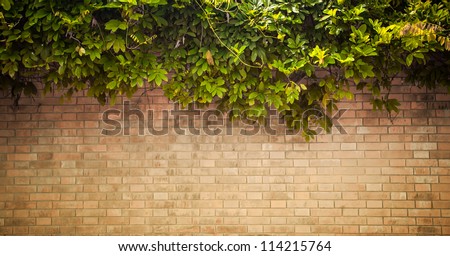 grunge wall background with foliage