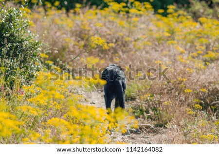 Photograph of a dog playing and walking among the nature and plants of Menorca.