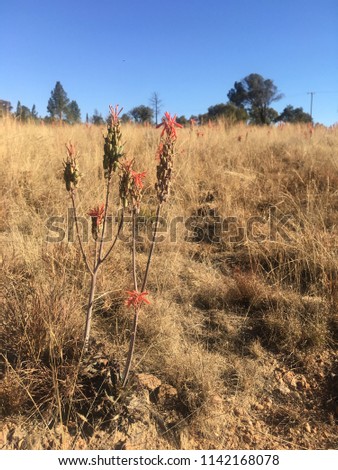 Flowering Wild Aloe