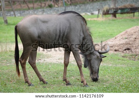 European brown bison