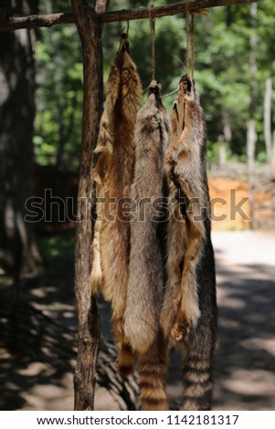 Fox Pelts Hanging at a Native American Settlement  Royalty-Free Stock Photo #1142181317