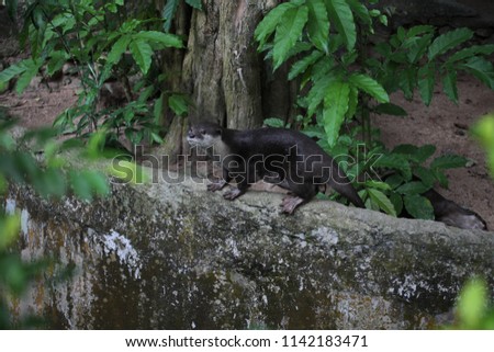 Oriental small clawed otter